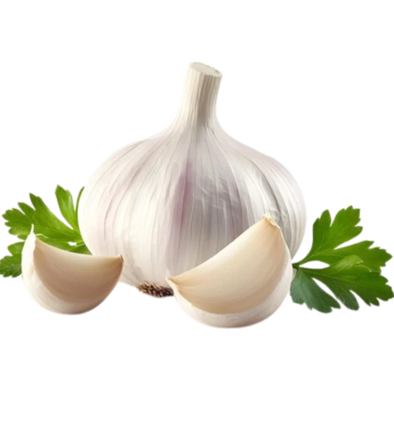 Garlic