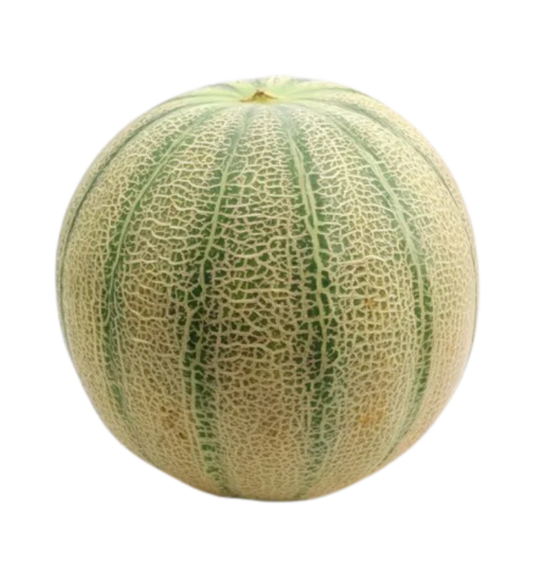 Musk Melon